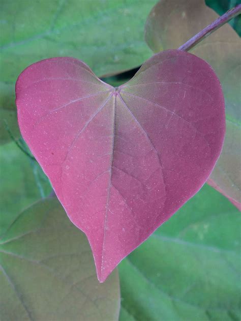 Hd Wallpaper Purple Leaf Focus Photography Foliage Nature Leaves