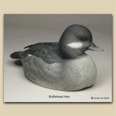 Bufflehead Hen Photo Packet Godin Art