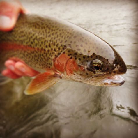 Rainbow Trout Face Tight Focus R And R Fly Fishing