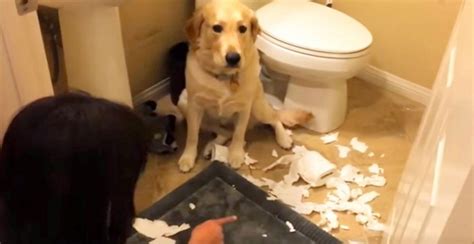 Mom Asks Her Pup Why Theres A Mess In The Bathroom His