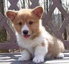 They're also with children and other dogs, so adopt your own today! Lovely Pembroke Corgi Puppies For Sale for Sale in ...