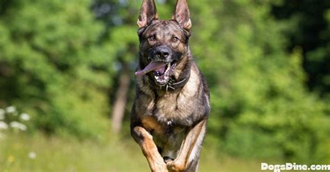 Sable German Shepherd Traits History And More Dogs Dine