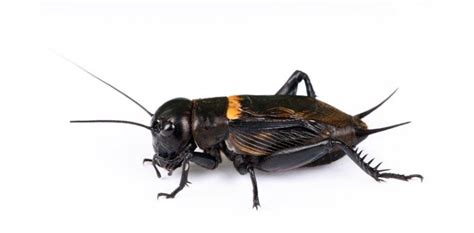 What Is The Difference Between Black And Brown Crickets Proprofs Discuss