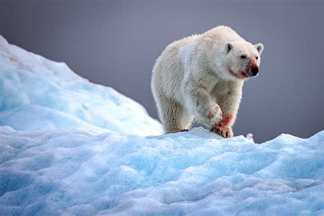 Polar Bear Attacks Remote Alaskan Village — Kills Woman Toddler