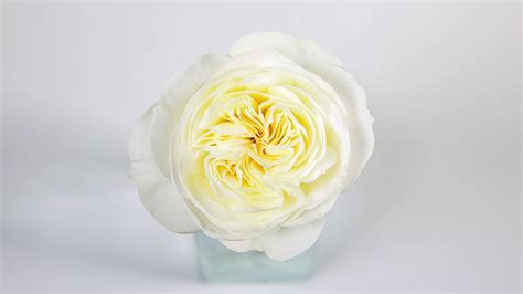 Leonora Auswagsy Rose By David Austin Wedding Roses Youtube