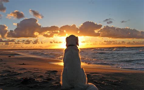 Beautiful Dog Looking Sunset At Beach Hd Wallpapers