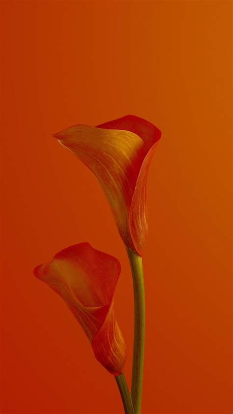 Calla Lilies Flower Red 4k Phone Wallpaper