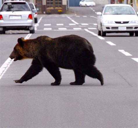 Hokkaido Bears Hokkaido Ventures Llc