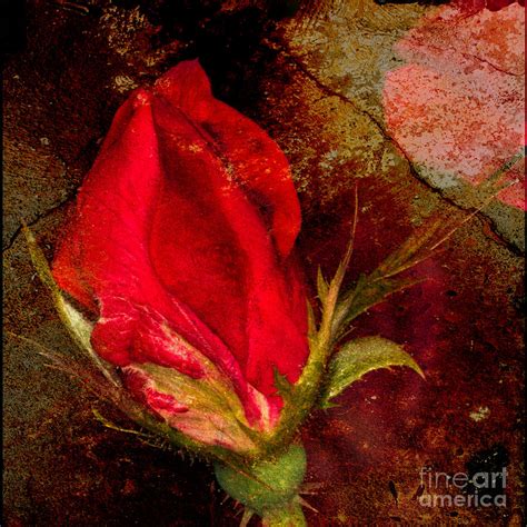Impressionistic Rose Photograph By Dave Bosse