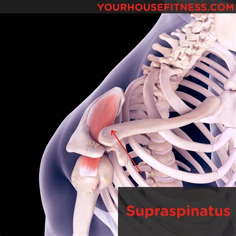 Muscle Breakdown Supraspinatus