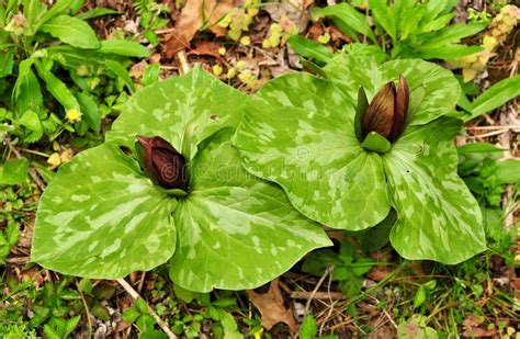 Deep Red Flowers And Spotted Green Leaves Of Toadshade Trillium Stock