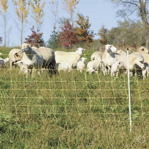 It is therefore very important to have a good fence. Premier Enhanced 40″ Electric Sheep & Goat Net Fence ...
