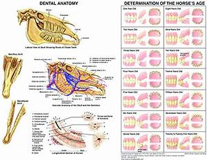 Equine Dental Anatomy Chart Horse Pet Dental Care Supplies Amazon Com