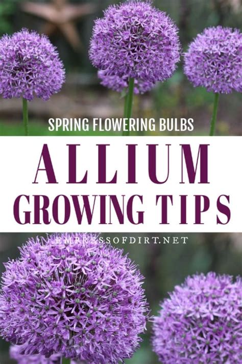 Allium Growing Tips Empress Of Dirt