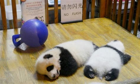 Eats Shoots And Rarely Breeds Giant Pandas Still At Risk Daily