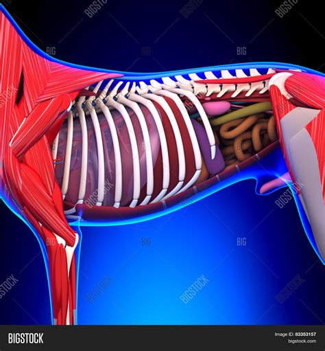 Dog Internal Organs Image And Photo Free Trial Bigstock