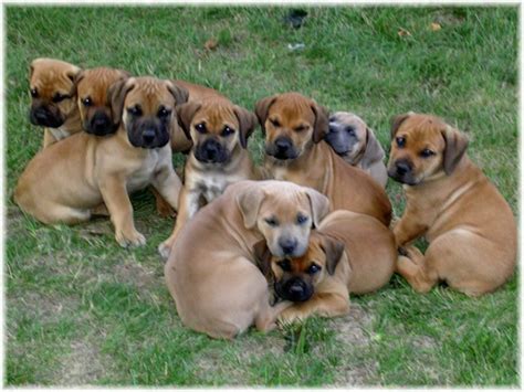 The boerboel does not retreat from any form of danger. BOERBOEL | DOGS FOR EVERYONE