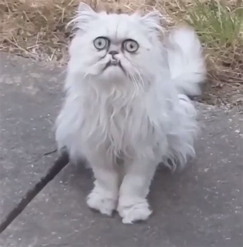 It reallllly freaked him out. Weird-looking cat Wilfred takes internet by storm after ...