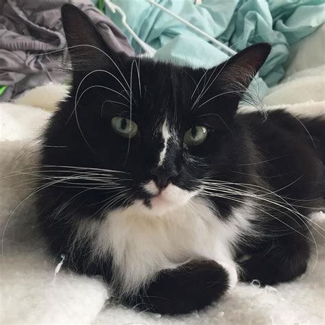 8 Pawsitively Fascinating Facts About Tuxedo Cats Catcatme