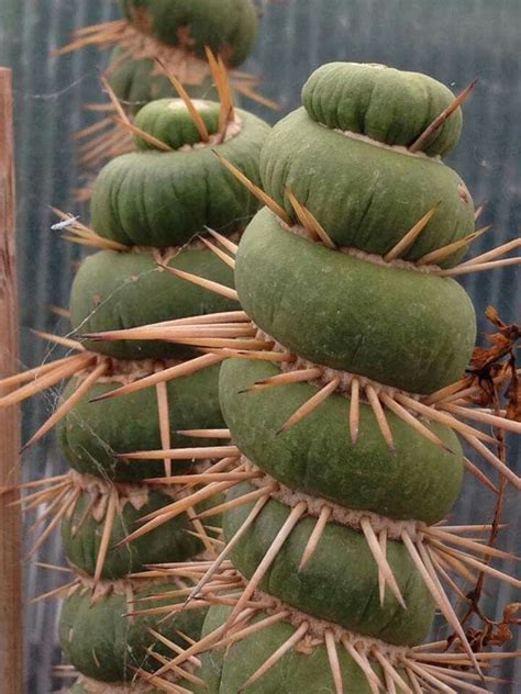 Pin By Jak Leen On Cactus Succulents Cactus Plants Succulents