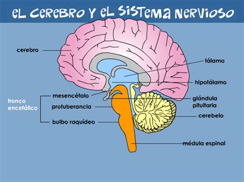 Unidad 8 Cerebro Diencéfalo Y Telencéfalo Anatomía De Sistema Nervioso