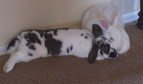 Bonding Bunnies Rabbits Indoors