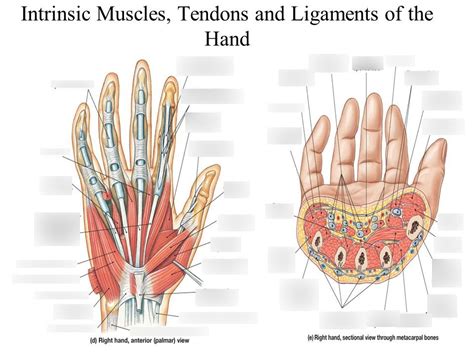 There are five muscles in this group; Intrinsic Muscles Of The Hand Diagram - slideshare
