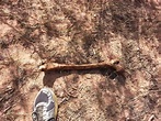 Skeletal remains found on Arizona Strip still unidentified after 4 ...