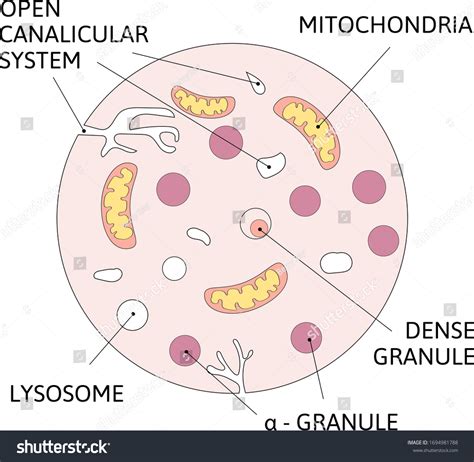 Schematic Diagram Platelet Contains Dense Granules Stock Vector