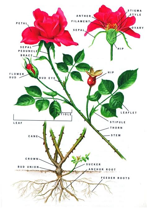 Rose Botany Diagram Of A Flower Hibiscus Flower Drawing Parts Of A