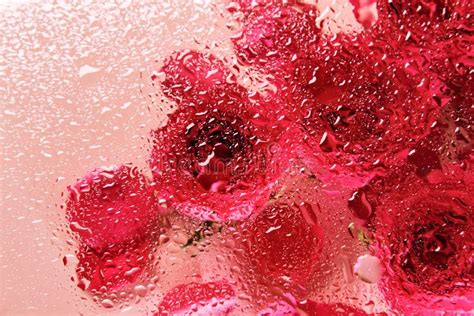 Flowers Under Glass With Water Drops Red Roses On Pink Background And Blobs Pattern Stock Image