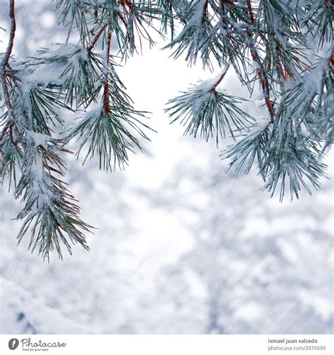 Snow On The Pine Tree Leaves In Winter Season Snowy Days A Royalty