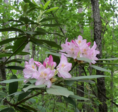 Using Georgia Native Plants Late Spring Shrubs