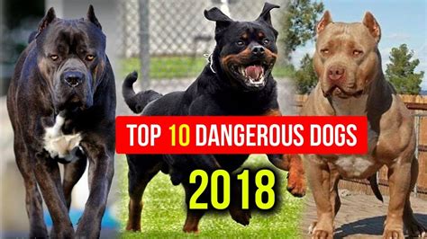 Top 10 Most Dangerous Dog Breed In The World 2018 Dogs
