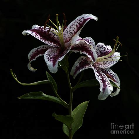 Night Lilies Photograph By Zdravko Paripovic Fine Art America