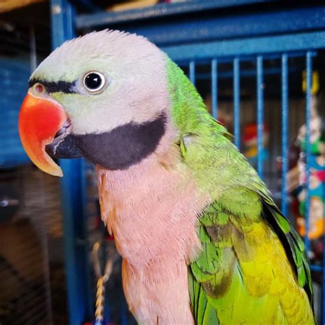 Merlot Moustache Parakeet For Sale Mega Bird Store