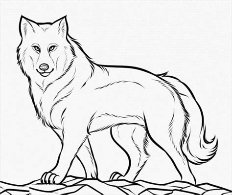Baby Wolf Coloring Page Coloringbay