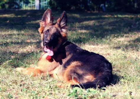 A 6 Month Old German Shepherd Puppy What To Consider