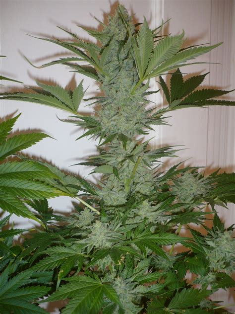 Galería De Variedades Northern Lights Sensi Seeds Pic