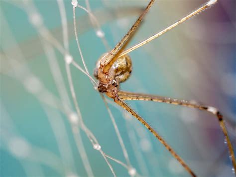 How To Identify And Treat A Brown Recluse Spider Bite