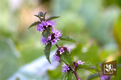 Mint Flowers Uses And Care Guide