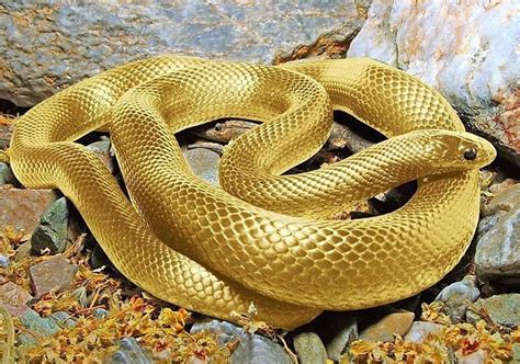 Seven Headed Snake Real Or Hoax 美しいヘビ 金運アップ ヘビ