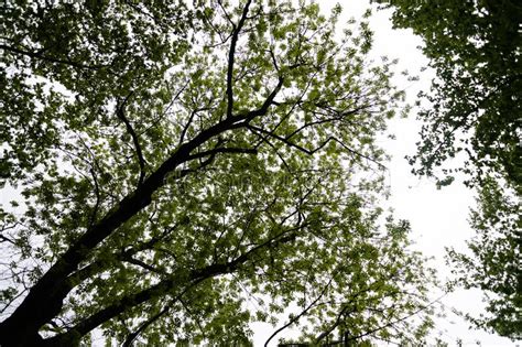 Low Angle Shot Of Trees In A Gloomy Day Stock Photo Image Of Gloomy