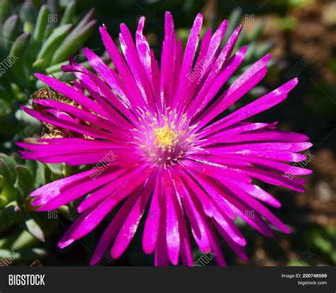 Pink Ice Plant Flower Image And Photo Free Trial Bigstock