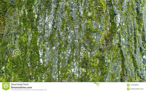 Bark Of Tree Trunk With Green Moss In Austria Stock Photo