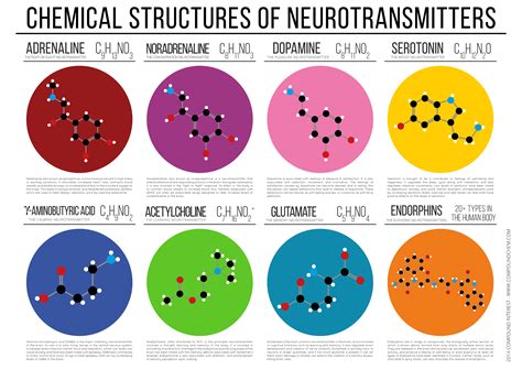Neurotransmisores Una Infografía So Little To Say And So Much Time