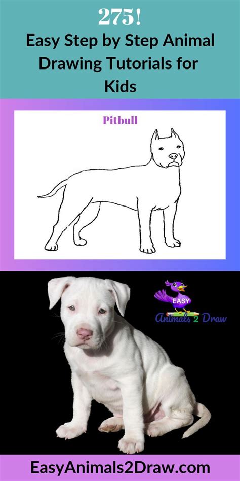 Learn How To Draw An Amazing Pitbull Dog With This Easy And