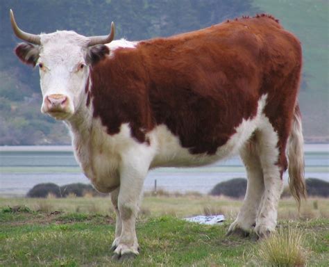 Filehorned Cow Otago Peninsula Nz Wikimedia Commons