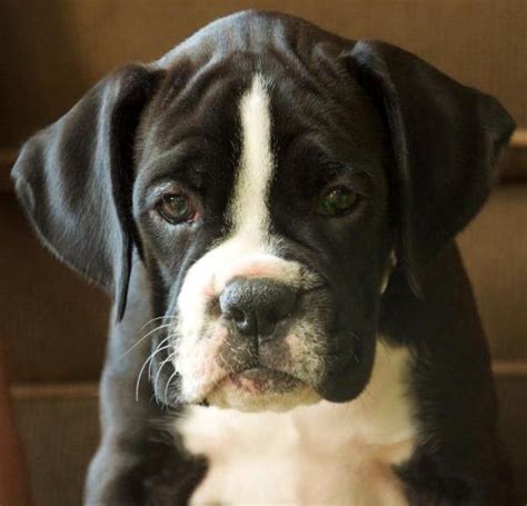 Why buy a boxer puppy for sale if you can adopt and save a life? 36 Wonderful Black Boxer Dog Images And Photos