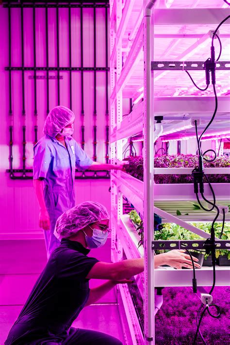 Revolutionizing Agriculture Indoor Vertical Farming With Pipp